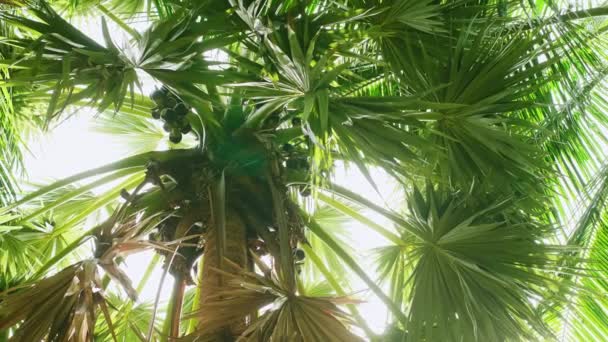 Sugar Palm Tree Park Sunlight Background — Vídeo de Stock