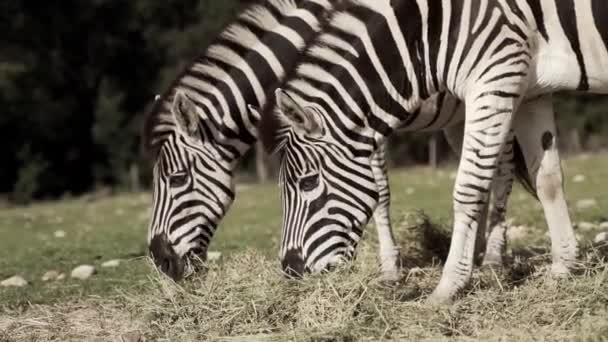 ゼブラ草を食べる 干し草の上のシマウマの飼料の小さな群れ ゼブラスのペア 典型的な黒と白の縞模様です 動物園の生息地の囲いの中で干し草の上を歩いています Ultrahd 4K映像 — ストック動画