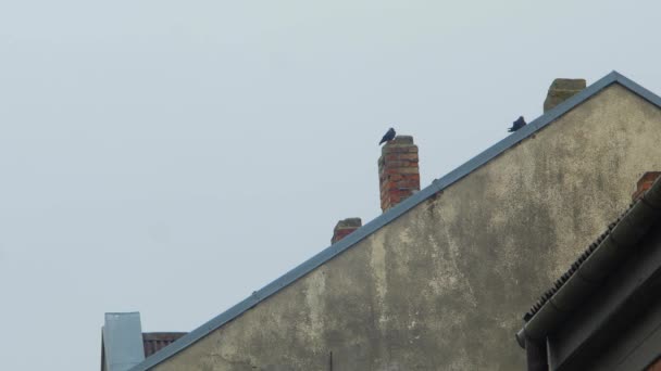 Red Brick Chimney Residential Building Overcast Sky Gray Autumn Day — Video