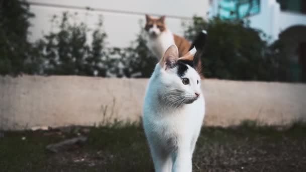 Close One Cat Standing Infront Camera Another Cat Sitting Back — Stockvideo