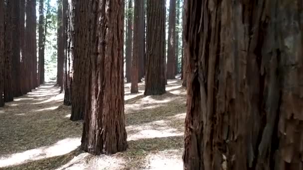 Ormanda Güzel Bir Güneş Işığı Var Güneşli Lkbahar Kozalaklı Ormanı — Stok video