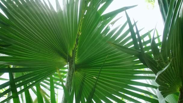 热带棕榈叶带着日光在风中摇曳 夏季背景 缓慢运动 — 图库视频影像