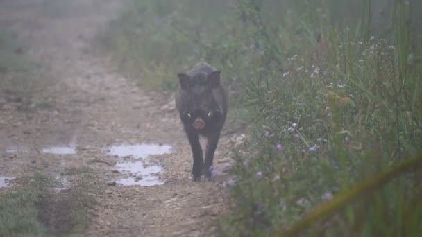 清晨的大雾和微光中 一头野猪在土路上散步 — 图库视频影像