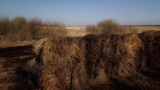 Aerial View Lake Overgrown Brown Reeds Lake Pape Nature Park — 비디오