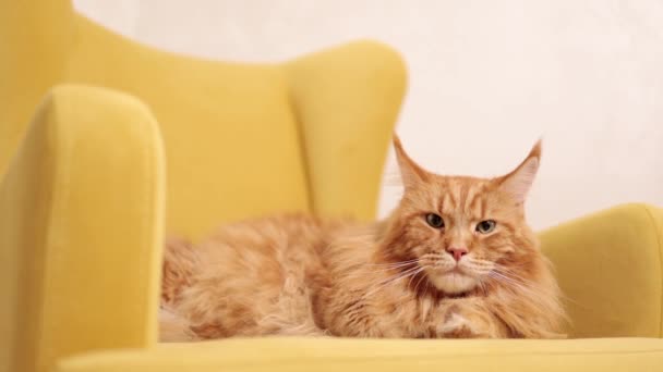 Gruby Pomarańczowy Kot Siedzący Krześle Cute Kot Siedzi Żółtym Krześle — Wideo stockowe