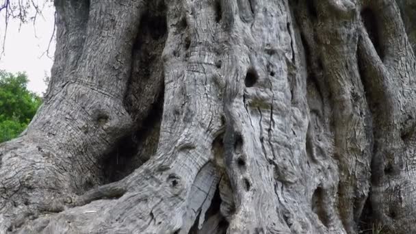 Gnarled Eski Zeytin Ağacı Yaşlı Bir Gövde Yumru Bükülmüş Kaba — Stok video