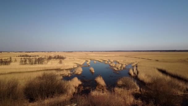 Aerial View Lake Overgrown Brown Reeds Lake Pape Nature Park — Vídeos de Stock