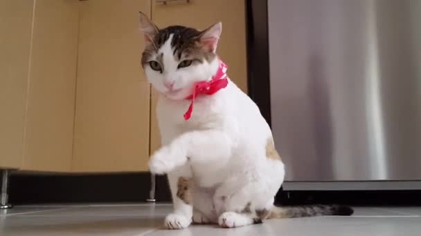 Close Shot Cat Sitting Floor Red Bandana Licking Own Paw — Stockvideo