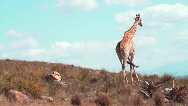 Beautiful Slow Motion Shot Giraffe Walking Grass Sunny Day Cinematic — Stock video