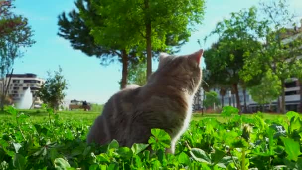 Gatto Ritratto Gatto Bianco Con Occhi Verdi Seduto Nell Erba — Video Stock