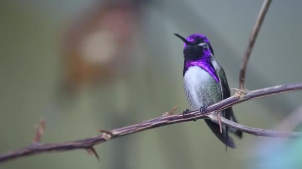 Izolované Zeleném Pozadí Malé Atraktivní Colibri Purpurové Hrdlo Woodstar Calliphlox — Stock video