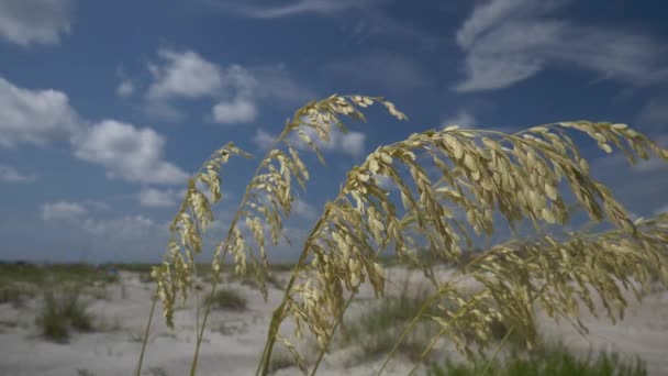 Närbild Strandgräs Gyllene Kvällsljus Rack Fokus Dolly Vänster Torrt Gräs — Stockvideo