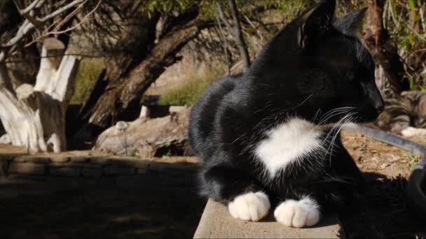 Zwart Wit Kat Liggend Genietend Van Zon Slaapt Droomt Een — Stockvideo