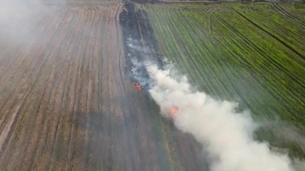 Aerial Footage Burning Strip Rows Grass Farm Pak Pli Nakhon — 비디오