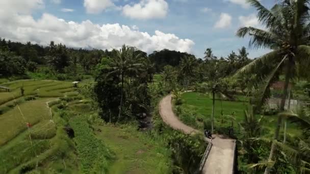 Aerial Drone Tourist Motorbike Driving Rice Fields Coconut Trees Bali — Stock videók