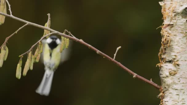 Agile Great Tit Lands Thin Branch Woods Shallow Focus Static — стоковое видео