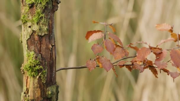 Colorful Eurasian Blue Tit Plays Hide Seek Mossy Tree Trunk — Video
