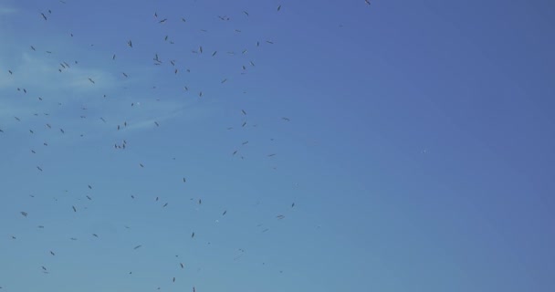 Seagulls Flying Sky 50Fps — Stock Video