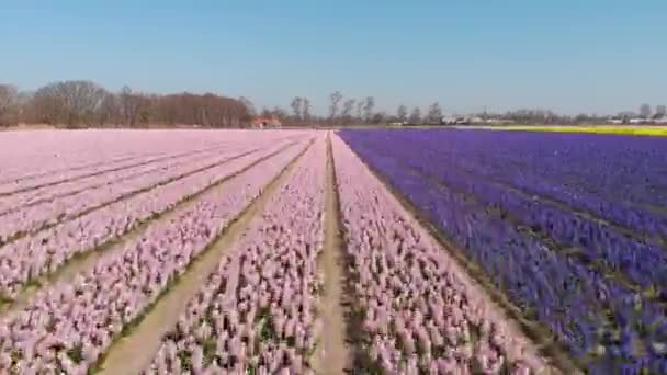 Flying Field Hyacinths Sunny Day Aerial Drone Shot — Video Stock