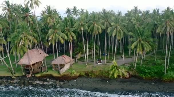 Aerial Drone Camper Van Parked Beach Surrounded Field Coconut Trees — Stock Video