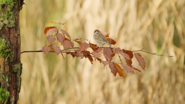 Moineau Domestique Assis Sur Une Branche Mince Feuillage Brun Automnal — Video