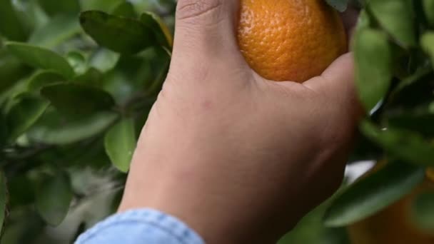 Фермер Рука Різання Дивовижний Апельсин — стокове відео