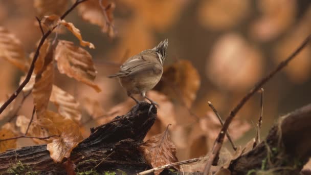 Alert European Crested Tit Perch Brown Fall Foliage Background Shallow — Stock video