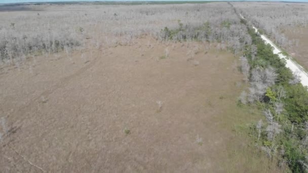 Bucle Carretera Florida Everglades Ciprés Grande Ciprés Estableciendo Tiro Aéreo — Vídeos de Stock