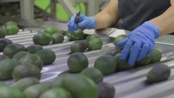 Avocados Factory Michoacan — Wideo stockowe