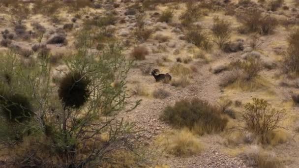 砂の乾燥した乾燥した砂漠の風景 火のヌサバレーで休んでいるビッグホーン羊Usa — ストック動画