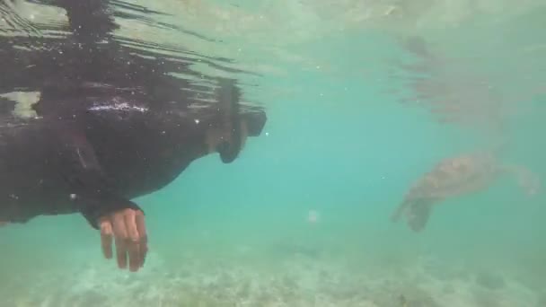 Swimming Underwater Green Sea Turtle — Vídeos de Stock