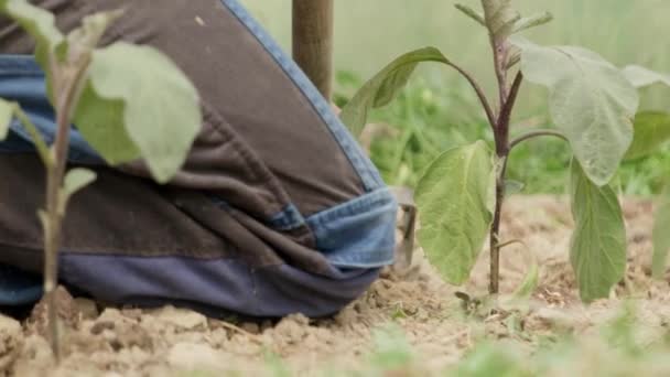Agricultor Legumes Preparando Solo Para Cultivar Vegetais Orgânicos Para Mercado — Vídeo de Stock