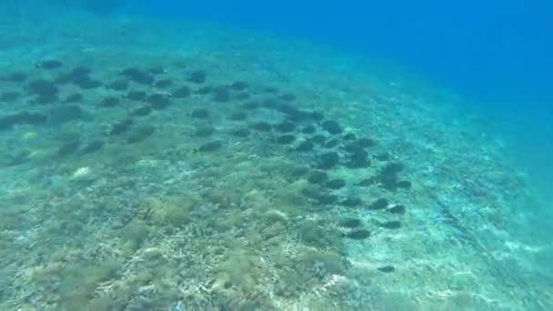 Coral Reef Tropical Fish Sea Turtle Warm Ocean Underwater World — Wideo stockowe