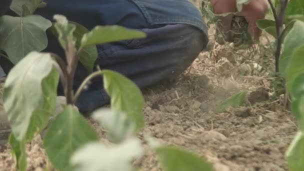 新鮮なナス 野菜農家の除草剤生産のための庭の土壌の準備 — ストック動画