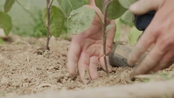 Növénytermesztői Előkészítő Talaj Zöldséges Kerthez Friss Padlizsán — Stock videók