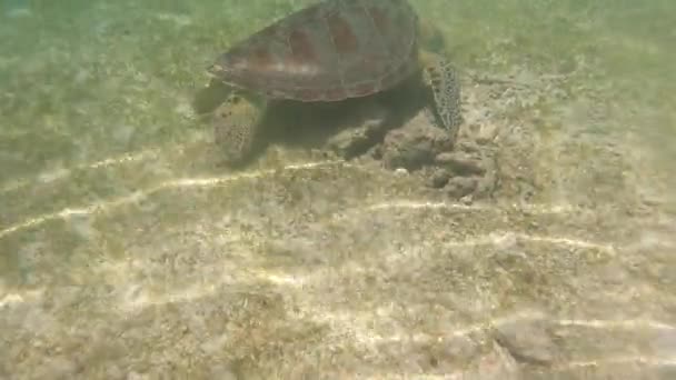 Tortuga Verde Nadando Comiendo Bajo Agua — Vídeos de Stock