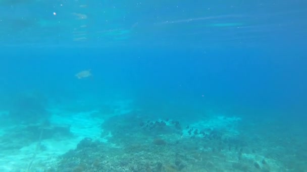 Coral Reef Tropical Fish Sea Turtle Warm Ocean Underwater World — Vídeo de Stock