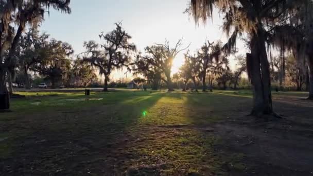 Belo Pôr Sol Irradiando Através Musgo Espanhol Grandes Árvores Carvalho — Vídeo de Stock