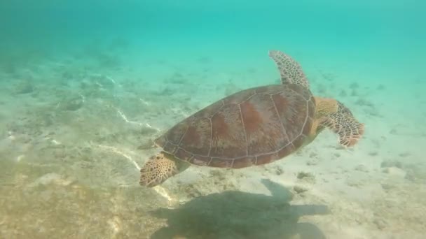 Green Sea Turtle Swims Blue Water — Vídeo de Stock