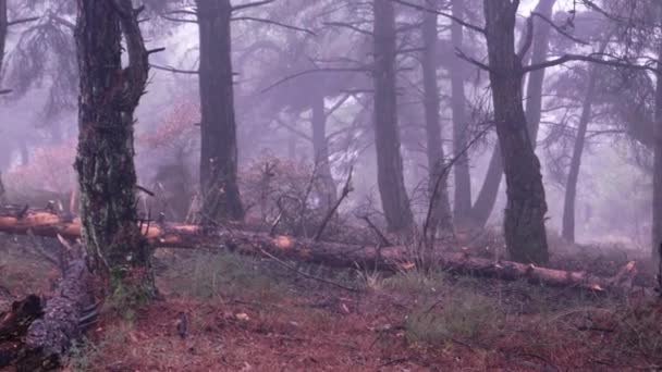 左から右へのパンニングと暗い霧の気分松の森 — ストック動画