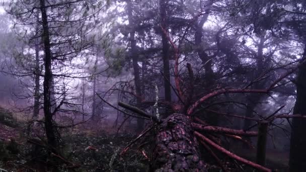 Gevallen Dennenboom Bos Met Mist Hijgend Van Links Naar Rechts — Stockvideo