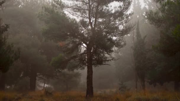 Pino Bosque Niebla Con Movimiento Abajo Hacia Arriba — Vídeos de Stock