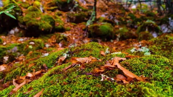 Moss Leaves Rocks Foggy Forest Panning — Vídeos de Stock