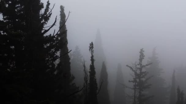 Forêt Pins Brumeux Foncés Avec Panoramique Gauche Droite — Video