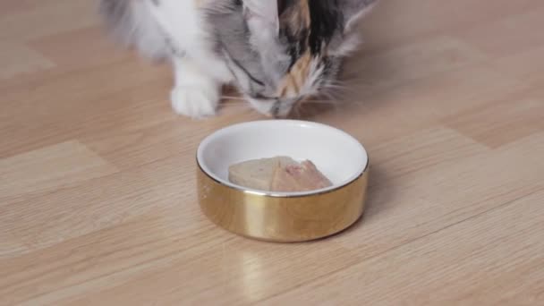 Close Beautiful Cat Long Whiskers Eating Canned Pet Food Luxurious — Stok video