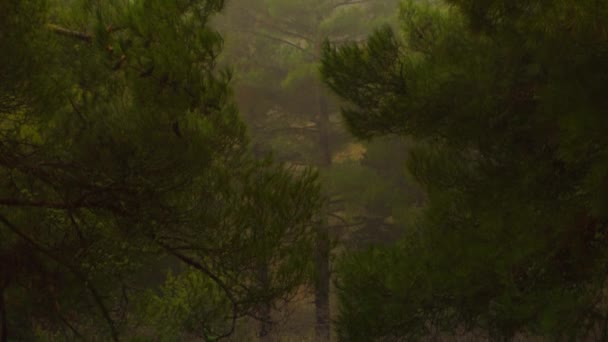 Pine Tree Hiden Other Trees Moody Fog — Stockvideo