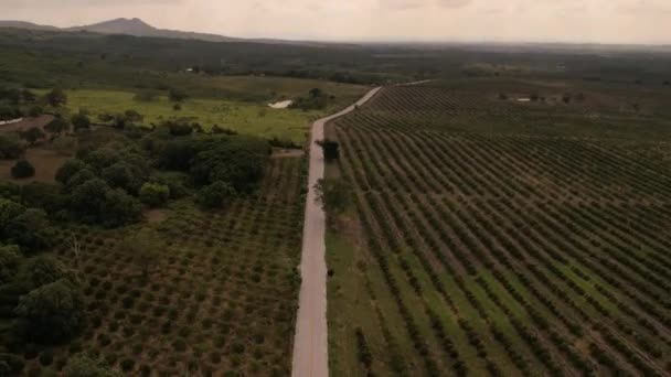 Ortadaki Yol Portakal Ağaçlarının Havadan Görünüşü — Stok video
