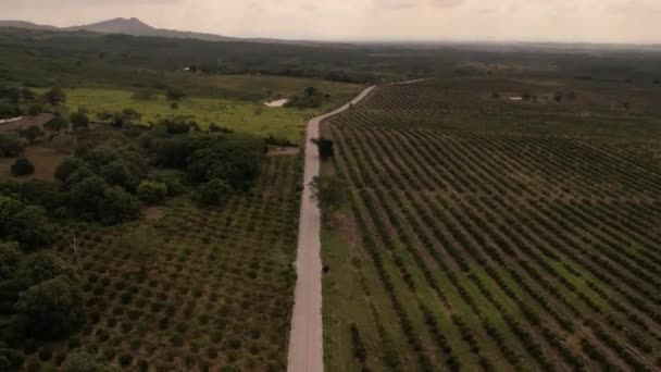 Aerial View Orange Trees Road Middle — Stock videók