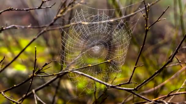 Spinnenweb Boombrunches Met Gele Onderkant — Stockvideo