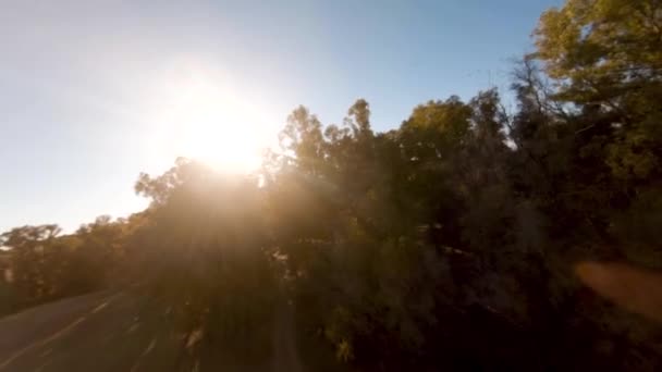 Slow Motion Tracking Van Verlichte Vogels Een Bos Met Zon — Stockvideo